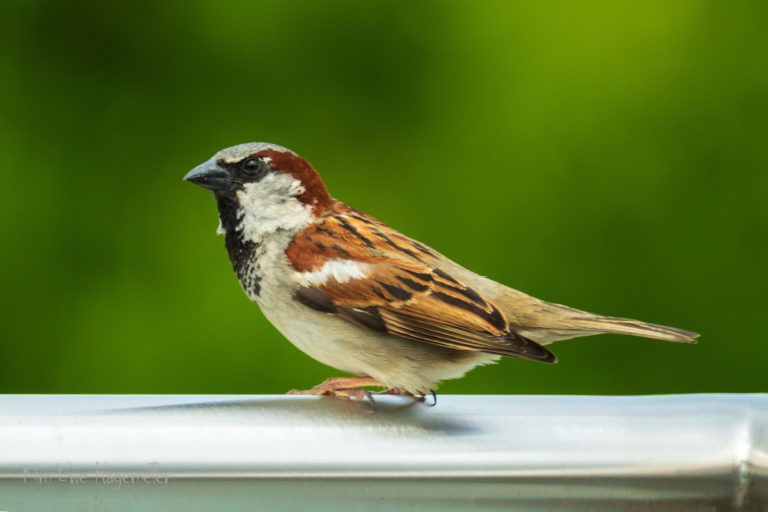 Mehr über den Artikel erfahren Tiere und Insekten im Garten